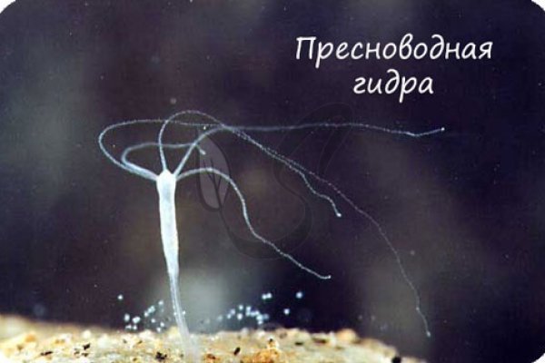 Кракен маркетплейс в тг